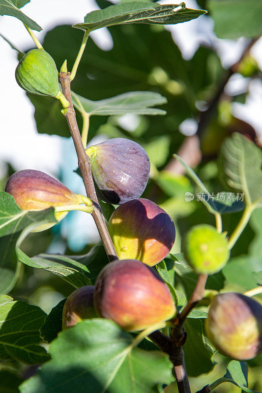 树上无花果(Ficus carica)